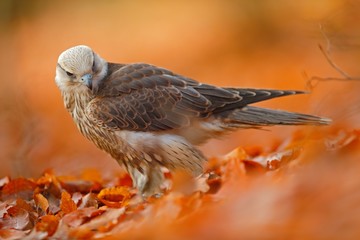 Lanner Falcon, rare bird of prey with orange leaves branch in autumn forest, Spain