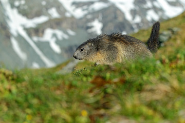 Marmot, Marmota marmota, Cute animal running in the grass with snow mountain in the background, nature rock habitat,  Alp, Italy