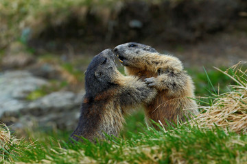 Fighting animals Marmot, Marmota marmota, in the grass with nature rock mountain habitat, Alp,...