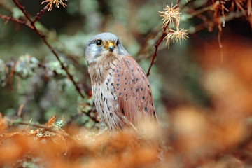 Common Kestrel, Falco tinnunculus, little birds of prey sitting orange autumn forest, Finland
