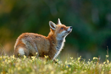 Beautiful Red Fox, Vulpes vulpes, at green forest with flowers