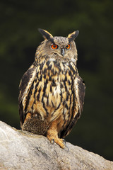 Big Eurasian Eagle Owl with kill hedgehog in talon, sitting on stone