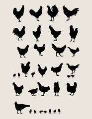 Fototapeta premium Roosters and Chicken Silhouettes Set 