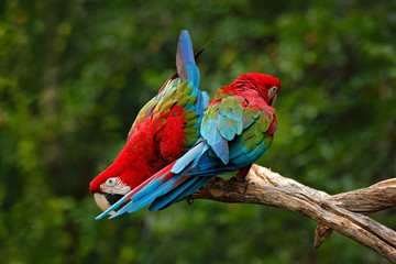 Pair of big parrot Red-and-green Macaw, Ara chloroptera, two birds sitting on the branch, Brazil © ondrejprosicky
