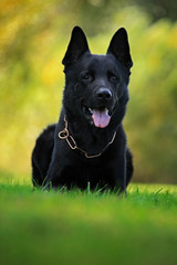 German Shepherd Dog, is a breed of large-sized working dog that originated in Germany, sitting in the green grass with nature background