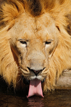 Detail portrait of big male African lion, Panthera leo, drinking water, Kalahari, South Africa