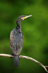 Dark bird Great Cormorant, Phalacrocorax carbo, sitting on the branch with clear green background