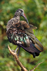 Dark bird Hadada Ibis, Bostrychia hagedash, sitting on the branch with green background, South Africa