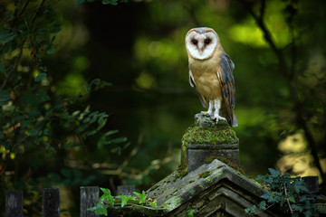 Magic bird barn owl, Tito alba, sitting on stone fence in forest cemetery