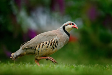 Barbary partridge, Alectoris barbara, bird in the green grass with blurred violet flower at the background, animal in the nature habitat, Spain