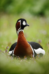 Beautiful bird Red-breasted Goose, Branta ruficollis, sitting in violet flower