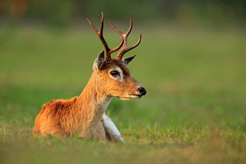 Naklejka na ściany i meble Pampas Deer, Ozotoceros bezoarticus, sitting in the green grass, Pantanal, Brazil