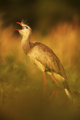 Red-legged Seriema, Cariama cristata, Pantanal, Brazil