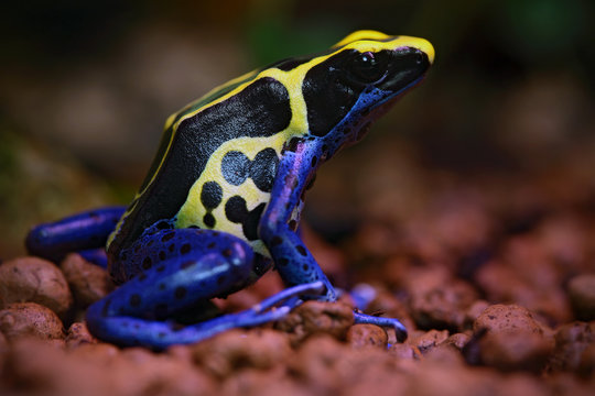Blue and yellow amazon Dyeing Poison Frog, Dendrobates tinctorius, in nature habitat