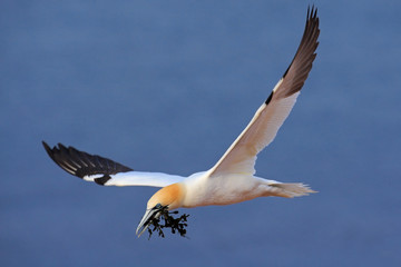 Flying Northern gannet with nesting material in the bill, with dark blue sea water in the background, Helgoland island, Germany