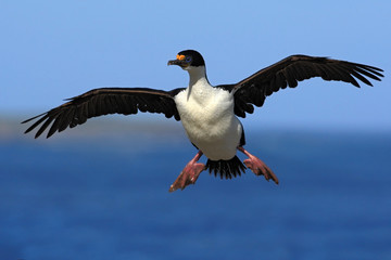 Imperial Shag, Phalacrocorax atriceps, cormorant in flight, dark blue sea and sky, Falkland Islands