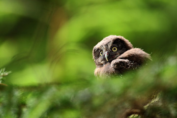 Portrait of young Boreal Owl, with blurred leaves, hidden in green tree in the forest