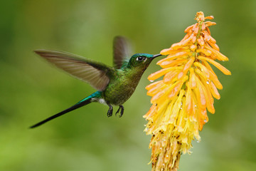 Hummingbird Long-tailed Sylph eating nectar from beautiful yellow flower in Ecuador