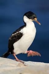  Imperial Shag, Phalacrocorax atriceps), walking on the white rock, dark blue sea in background, Falkland Islands