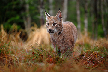 Naklejka premium Hunting Eurasian Lynx in green forest