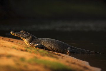 Naklejka premium Yacare Caiman, crocodile on the beach with evening sun, Pantanal, Brazil