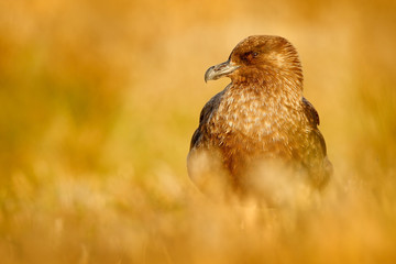 Brown skua, Catharacta antarctica, water bird sitting in the autumn grass, evening light, Argentina