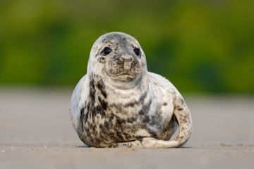 Atlantic Grey Seal, Halichoerus grypus, detail portrait, at the beach of Helgoland, Germany