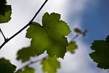 Blätter im Sonnenschein