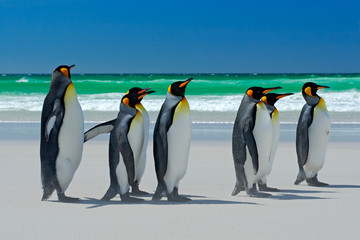 Obraz premium Group of King penguins, Aptenodytes patagonicus, going from white sand to sea, artic animals in the nature habitat, dark blue sky, Falkland Islands
