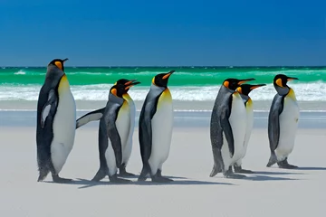 Poster Groep koningspinguïns, Aptenodytes patagonicus, gaande van wit zand naar zee, arctische dieren in de natuurhabitat, donkerblauwe lucht, Falklandeilanden © ondrejprosicky