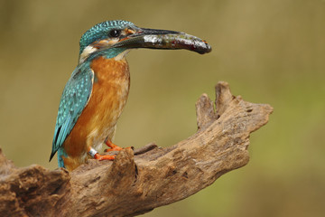 Bird Common Kingfisher with fish in bill