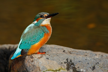 Bird Common Kingfisher sitting on the stone in the river