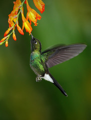 Hummingbird Tourmaline Sunangel eating nectar from beautiful yellow flower in Ecuador