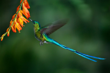 Hummingbird Long-tailed Sylph with long blue tail feeding nectar from orange flower