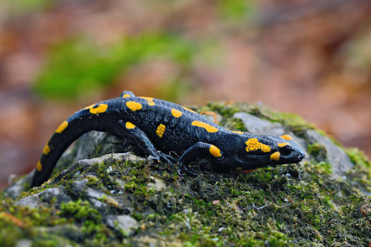 Gorgeous Fire Salamander, Salamandra salamandra, spotted amphibian on the grey stone with green moss