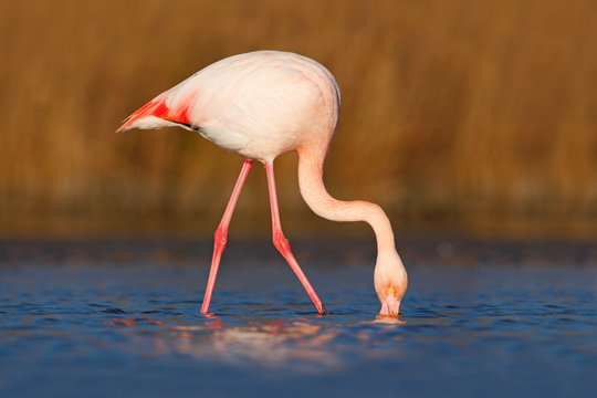 Greater Flamingo, Phoenicopterus ruber, Nice pink big bird, head in the water, animal in the nature habitat, Camargue, France