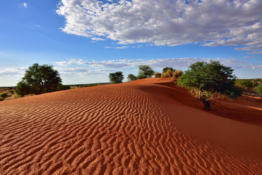 Kalahari desert, Namibia