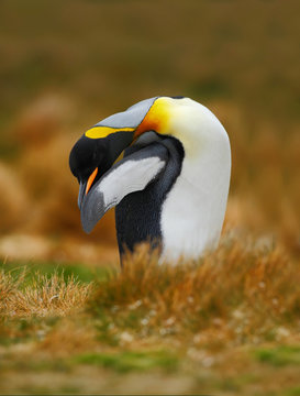 King penguin, Aptenodytes patagonicus sitting in grass and cleaning plumage, Falkland Islands
