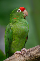 Fototapeta na wymiar Beautiful green parrot Finsch's parakeet, Aratinga finschi, Costa Rica