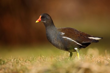 Brown water bird with yellow and red bill Common Moorhen, Porphyrio martinicus, walking in the grass