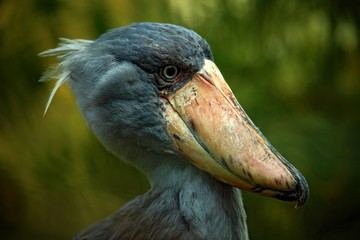Portrait of big beak bird Shoebill, Balaeniceps rex