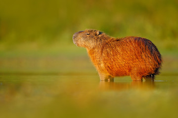 Capybara, Hydrochoerus hydrochaeris, Biggest mouse in the water with evening light during sunset, Pantanal, Brazil