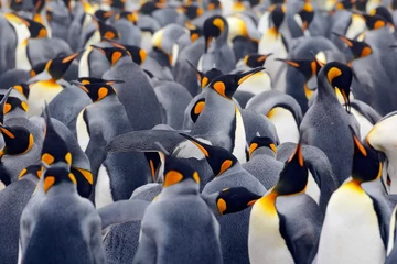 Crédence de cuisine en verre imprimé Pingouin Colonie de manchots royaux, de nombreux oiseaux ensemble, aux îles Falkland