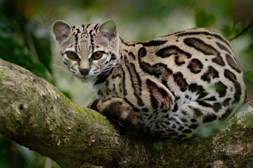 Wandcirkels plexiglas Margay, Leopardis wiedii, mooie kat zit op de tak in het tropische woud, Panama © ondrejprosicky