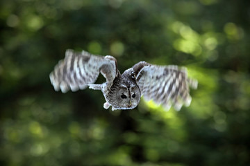 Flying Eurasian Tawny Owl (Strix aluco) with nice green blurred forest in the background