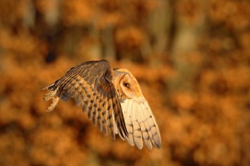 Flying nice bird Barn Owl in evening nice orange light, blurred autumn forest in background
