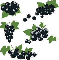 Black currant cluster with green leaves. Vector illustration. 