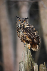 Obraz premium Big Eurasian Eagle Owl sitting on the stump in dark forest
