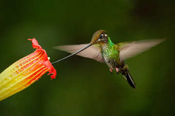 Sword-billed hummingbird, Ensifera ensifera, fling next to beautiful orange flover, bird with...