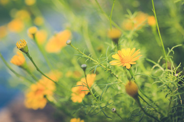 spring background (Dahlberg daisy)